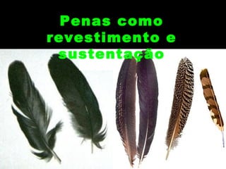 Penas como
revestimento e
 sustentação
 