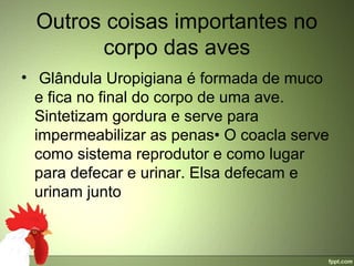 Outros coisas importantes no 
        corpo das aves
•  Glândula Uropigiana é formada de muco 
  e fica no final do corpo de uma ave. 
  Sintetizam gordura e serve para 
  impermeabilizar as penas• O coacla serve 
  como sistema reprodutor e como lugar 
  para defecar e urinar. Elsa defecam e 
  urinam junto
 
