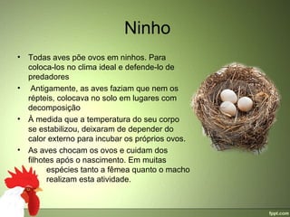 Ninho
•   Todas aves põe ovos em ninhos. Para 
    coloca-los no clima ideal e defende-lo de 
    predadores
•    Antigamente, as aves faziam que nem os 
    répteis, colocava no solo em lugares com 
    decomposição
•   À medida que a temperatura do seu corpo 
    se estabilizou, deixaram de depender do 
    calor externo para incubar os próprios ovos.
•   As aves chocam os ovos e cuidam dos 
    filhotes após o nascimento. Em muitas           
            espécies tanto a fêmea quanto o macho 
            realizam esta atividade.
 