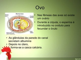 Ovo
                       • Nas fêmeas das aves só existe 
                         um ovário
                       • Durante a cópula, o esperma é 
                         introduzido no oviduto para 
                         fecundar o óvulo


•  As glândulas da parede do canal 
   secretam albumina 
•  Depois no útero, 
      forma-se a casca calcária.
 
