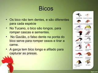 Bicos
• Os bico não tem dentes, e são diferentes 
  para cada espécie
• No Tucano, o bico são longos, para 
  romper cascas e sementes.
•  No Gavião, o falso dente na ponta do 
  bico serve para romper ossos e tirar a 
  carne.
• A garça tem bico longo e afilado para 
  capturar as presas.
 