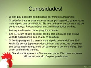 Curiosidades!
• O pica-pau pode dar cem bicadas por minuto numa árvore.
• O beija-flor bate as asas noventa vezes por segundo, quatro vezes 
  mais rápido que uma libélula. Ele voa de frente, de costas e até de 
  ponta-cabeça. Procura néctar em 2 mil flores todos os dias.
• Aves que não voam: ema, pinguim e casuar
• Em 1972, um abutre-de-rupel colidiu com um avião que estava 
  voando nada menos que 11.237 m de altura.
• O falcão-peregrino é o animal mais rápido do mundo! Voa 300 
  km/h• Os corvos japoneses descobriram que as nozes podem ter 
  sua casca quebrada quando um carro passa por cima delas. Eles 
  usam os sinais de transito.
•     O andorinhão-preto voa 3 anos sem parar. Ele come, copula e      
                até dorme voando. Só para pra desovar.
•
 