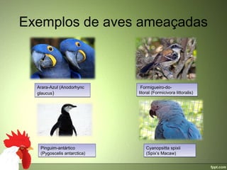 Exemplos de aves ameaçadas



  Arara-Azul (Anodorhync      Formigueiro-do-
  glaucus)                   litoral (Formicivora littoralis)




   Pinguim-antártico             Cyanopsitta spixii 
   (Pygoscelis antarctica)       (Spix’s Macaw)
 