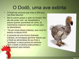 O Dodô, uma ave extinta
•   O Dodô era uma ave que viveu a 300 anos 
    nas Ilhas Mauricio
•   Ele foi extinto graças a ação do homem. Por 
    ela não poder voar, ser desajeitada e 
    possuir grande quantidade de carne, os 
    marinheiros matavam esses animais para 
    se alimentarem.
•    Foi por causa dessa matança, que a ave foi 
    extinta no século XVIII.
•   A semente de uma árvore chamada 
    Calvária, só conseguia germinar depois que 
    o Dodô se alimentasse de seu fruto e 
    "gastasse" a casca grossa da semente. 
    Sem o Dodô a Calvária está prestes a  
    desaparecer para sempre.
 