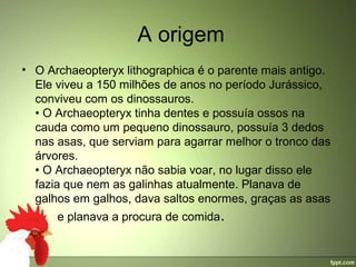  A origem
• O Archaeopteryx lithographica é o parente mais antigo. 
  Ele viveu a 150 milhões de anos no período Jurássico, 
  conviveu com os dinossauros.
  • O Archaeopteryx tinha dentes e possuía ossos na 
  cauda como um pequeno dinossauro, possuía 3 dedos 
  nas asas, que serviam para agarrar melhor o tronco das 
  árvores.
  • O Archaeopteryx não sabia voar, no lugar disso ele 
  fazia que nem as galinhas atualmente. Planava de 
  galhos em galhos, dava saltos enormes, graças as asas  
      e planava a procura de comida.
 