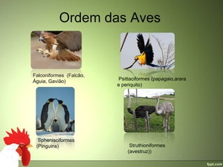 Ordem das Aves



Falconiformes  (Falcão,  
Águia, Gavião)               Psittaciformes (papagaio,arara 
                            e periquito)




  Sphenisciformes 
 (Pinguins)                      Struthioniformes 
                                (avestruz))
 