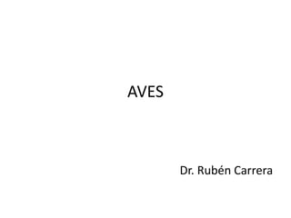 AVES



       Dr. Rubén Carrera
 