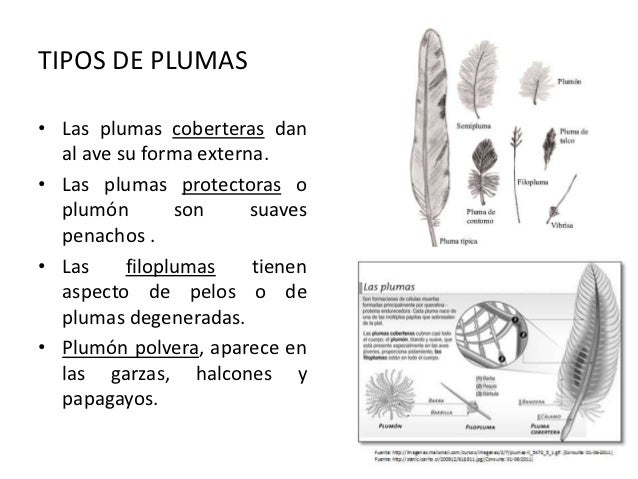 tipos de plumas