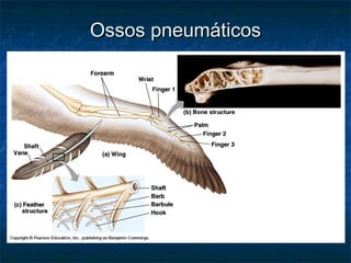 Ossos pneumáticos
 