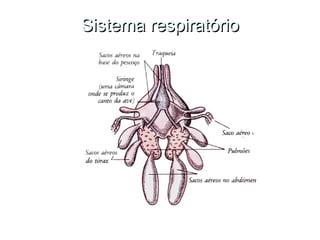 Sistema respiratório
 