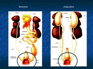 feminino   masculino
 