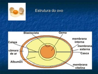 Estrutura do ovo
 