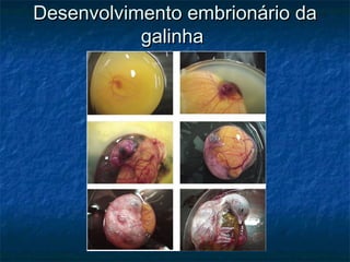 Desenvolvimento embrionário da
           galinha
 