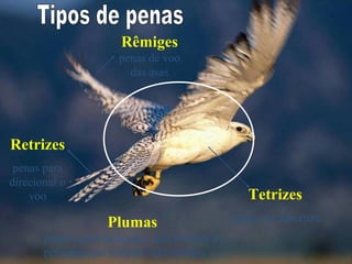 Rêmiges
                      penas de voo
                        das asas




Retrizes
 penas para
direcionar o
    voo                                         Tetrizes
                   Plumas                    penas de cobertura
       penas muito delicadas, que formam a
       penugem que reveste todo o corpo
 