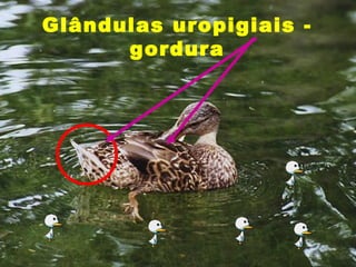 Glândulas uropigiais -
      gordura
 