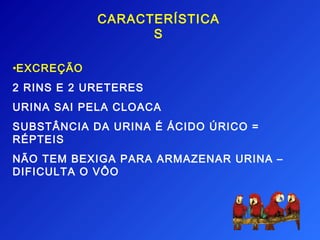 CARACTERÍSTICA
                  S

•EXCREÇÃO
2 RINS E 2 URETERES
URINA SAI PELA CLOACA
SUBSTÂNCIA DA URINA É ÁCIDO ÚRICO =
RÉPTEIS
NÃO TEM BEXIGA PARA ARMAZENAR URINA –
DIFICULTA O VÔO
 