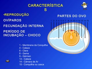 CARACTERÍSTICA
                    S
•REPRODUÇÃO                        PARTES DO OVO
OVÍPAROS
FECUNDAÇÃO INTERNA
PERÍODO DE
INCUBAÇÃO – CHOCO


       1 - Membrana da Conquilha
       4 - Calaza
       6 - Clara
       8 - Gema
       9 - Gérmen
       13 - Calaza
       14 - Câmara de Ar
       15 - Conquilha ou casca
 