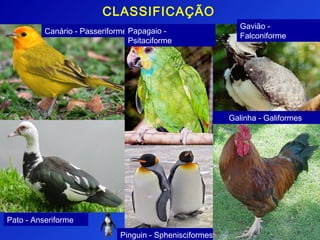 CLASSIFICAÇÃO
                                                             Gavião -
          Canário - Passeriforme Papagaio -
                                                             Falconiforme
                                 Psitaciforme




                                                          Galinha - Galiformes




Pato - Anseriforme
                              Pinguin - Sphenisciformes
 