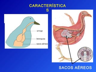 CARACTERÍSTICA
      S




           SACOS AÉREOS
 