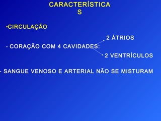 CARACTERÍSTICA
                     S

 •CIRCULAÇÃO

                              2 ÁTRIOS
 - CORAÇÃO COM 4 CAVIDADES:
                              2 VENTRÍCULOS

- SANGUE VENOSO E ARTERIAL NÃO SE MISTURAM
 