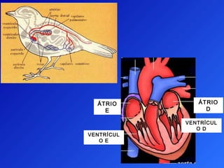 ÁTRIO        ÁTRIO
    E            D

            VENTRÍCUL
               O D
VENTRÍCUL
   O E
 