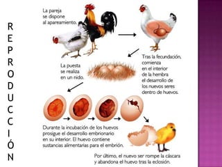 R
E
P
R
O
D
U
C
C
I
Ó
N
 