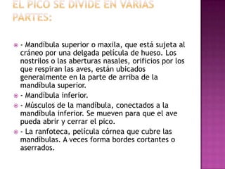  - Mandíbula superior o maxila, que está sujeta al
cráneo por una delgada película de hueso. Los
nostrilos o las aberturas nasales, orificios por los
que respiran las aves, están ubicados
generalmente en la parte de arriba de la
mandíbula superior.
 - Mandíbula inferior.
 - Músculos de la mandíbula, conectados a la
mandíbula inferior. Se mueven para que el ave
pueda abrir y cerrar el pico.
 - La ranfoteca, película córnea que cubre las
mandíbulas. A veces forma bordes cortantes o
aserrados.
 