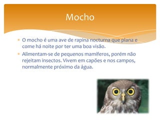 O mocho é uma ave de rapina nocturna que plana e
come há noite por ter uma boa visão.
Alimentam-se de pequenos mamíferos, porém não
rejeitam insectos. Vivem em capões e nos campos,
normalmente próximo da água.
Mocho
 