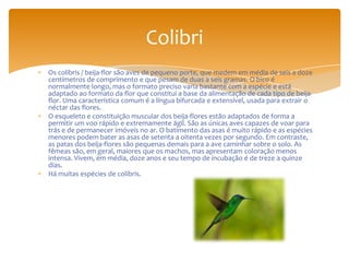 Os colibris / beija-flor são aves de pequeno porte, que medem em média de seis a doze
centímetros de comprimento e que pesam de duas a seis gramas. O bico é
normalmente longo, mas o formato preciso varia bastante com a espécie e está
adaptado ao formato da flor que constitui a base da alimentação de cada tipo de beija-
flor. Uma característica comum é a língua bifurcada e extensível, usada para extrair o
néctar das flores.
O esqueleto e constituição muscular dos beija-flores estão adaptados de forma a
permitir um voo rápido e extremamente ágil. São as únicas aves capazes de voar para
trás e de permanecer imóveis no ar. O batimento das asas é muito rápido e as espécies
menores podem bater as asas de setenta a oitenta vezes por segundo. Em contraste,
as patas dos beija-flores são pequenas demais para a ave caminhar sobre o solo. As
fêmeas são, em geral, maiores que os machos, mas apresentam coloração menos
intensa. Vivem, em média, doze anos e seu tempo de incubação é de treze a quinze
dias.
Há muitas espécies de colibris.
Colibri
 