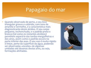 Quando observado de perto, o seu bico
triangular grosso e colorido, com tons de
amarelo e vermelho, é a característica mais
diagnosticante deste alcídeo. O seu corpo
pequeno, rechonchudo, e o padrão preto e
branco (tal como os restantes alcídeos)
permitem separá-lo das tordas-mergulheiras e
dos airos, assim como o padrão escuro na
parte inferior das asas. O seu voo é muito rápido
e linear, perto da superfície da água, podendo
ser observadas «escolas» de algumas
unidades até dezenas destas aves, ou seja,
formações alinhadas.
Papagaio do mar
 