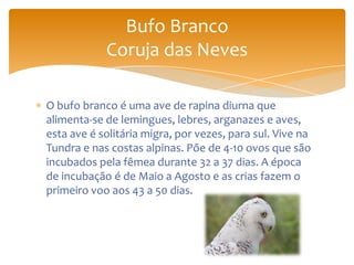 O bufo branco é uma ave de rapina diurna que
alimenta-se de lemingues, lebres, arganazes e aves,
esta ave é solitária migra, por vezes, para sul. Vive na
Tundra e nas costas alpinas. Põe de 4-10 ovos que são
incubados pela fêmea durante 32 a 37 dias. A época
de incubação é de Maio a Agosto e as crias fazem o
primeiro voo aos 43 a 50 dias.
Bufo Branco
Coruja das Neves
 