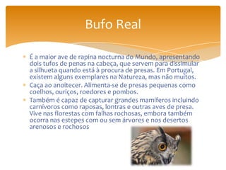 É a maior ave de rapina nocturna do Mundo, apresentando
dois tufos de penas na cabeça, que servem para dissimular
a silhueta quando está à procura de presas. Em Portugal,
existem alguns exemplares na Natureza, mas não muitos.
Caça ao anoitecer. Alimenta-se de presas pequenas como
coelhos, ouriços, roedores e pombos.
Também é capaz de capturar grandes mamíferos incluindo
carnívoros como raposas, lontras e outras aves de presa.
Vive nas florestas com falhas rochosas, embora também
ocorra nas estepes com ou sem árvores e nos desertos
arenosos e rochosos
Bufo Real
 
