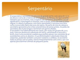 O serpentário ( secretário ) é uma ave de grande porte, com cerca de 1,5 m
de altura e cerca de 2 metros de envergadura. As fêmeas são ligeiramente
menores que os machos, mas a espécie não apresenta dimorfismo sexual
significativo. A plumagem é cinzenta, com a cauda, ponta das asas e coxas
negras. A cabeça é pequena, com faces alaranjadas, e termina num bico
curto e encurvado típico das aves de rapina. Na parte de trás da cabeça o
secretário apresenta uma crista característica de penas pretas. As patas do
secretário são muito longas e terminam em garras afiadas.
O secretário vive habitualmente em casais, por vezes em grupos de 3 a 4
aves. Esta ave desloca-se sobretudo em terra, caminhando a cerca de 3
km/h, mas é uma excelente voadora que prefere planar nas correntes de ar
ascendentes como os abutres. A sua alimentação é sobretudo à base de
serpentes, podendo também consumir roedores e anfíbios. O secretário
mata as presas com as patas, menos frequentemente com o bico, que usa
apenas para dominar animais de pequeno porte.
Serpentário
 