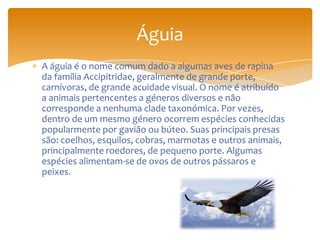 A águia é o nome comum dado a algumas aves de rapina
da família Accipitridae, geralmente de grande porte,
carnívoras, de grande acuidade visual. O nome é atribuído
a animais pertencentes a géneros diversos e não
corresponde a nenhuma clade taxonómica. Por vezes,
dentro de um mesmo género ocorrem espécies conhecidas
popularmente por gavião ou búteo. Suas principais presas
são: coelhos, esquilos, cobras, marmotas e outros animais,
principalmente roedores, de pequeno porte. Algumas
espécies alimentam-se de ovos de outros pássaros e
peixes.
Águia
 