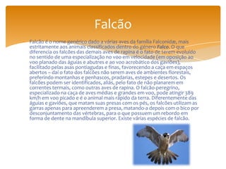 Falcão é o nome genérico dado a várias aves da família Falconidæ, mais
estritamente aos animais classificados dentro do género Falco. O que
diferencia os falcões das demais aves de rapina é o fato de terem evoluído
no sentido de uma especialização no voo em velocidade (em oposição ao
voo planado das águias e abutres e ao voo acrobático dos gaviões),
facilitado pelas asas pontiagudas e finas, favorecendo a caça em espaços
abertos – daí o fato dos falcões não serem aves de ambientes florestais,
preferindo montanhas e penhascos, pradarias, estepes e desertos. Os
falcões podem ser identificados, aliás, pelo fato de não planarem em
correntes termais, como outras aves de rapina. O falcão-peregrino,
especializado na caça de aves médias e grandes em voo, pode atingir 389
km/h em voo picado e é o animal mais rápido da terra. Diferentemente das
águias e gaviões, que matam suas presas com os pés, os falcões utilizam as
garras apenas para apreenderem a presa, matando-a depois com o bico por
desconjuntamento das vértebras, para o que possuem um rebordo em
forma de dente na mandíbula superior. Existe várias espécies de falcão.
Falcão
 
