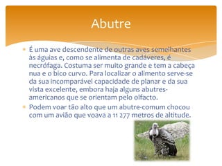 É uma ave descendente de outras aves semelhantes
às águias e, como se alimenta de cadáveres, é
necrófaga. Costuma ser muito grande e tem a cabeça
nua e o bico curvo. Para localizar o alimento serve-se
da sua incomparável capacidade de planar e da sua
vista excelente, embora haja alguns abutres-
americanos que se orientam pelo olfacto.
Podem voar tão alto que um abutre-comum chocou
com um avião que voava a 11 277 metros de altitude.
Abutre
 