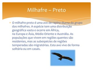 O milhafre-preto é uma ave de rapina diurna do grupo
dos milhafres. A espécie tem uma distribuição
geográfica vasta e ocorre em África,
na Europa e Ásia, Médio Oriente e Austrália. As
populações que vivem em regiões quentes são
residentes, mas as subespécies de regiões
temperadas são migratórias. Esta ave vive de forma
solitária ou em casais.
Milhafre – Preto
 