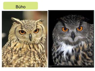 Búho
 