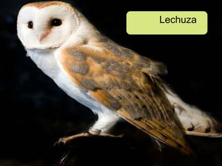 Lechuza
 