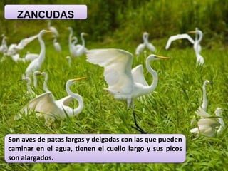 ZANCUDAS
Son aves de patas largas y delgadas con las que pueden
caminar en el agua, tienen el cuello largo y sus picos
son alargados.
 