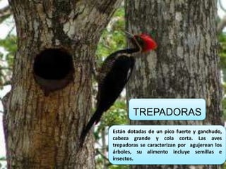 TREPADORAS
Están dotadas de un pico fuerte y ganchudo,
cabeza grande y cola corta. Las aves
trepadoras se caracterizan por agujerean los
árboles, su alimento incluye semillas e
insectos.
 
