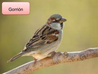 Gorrión
 