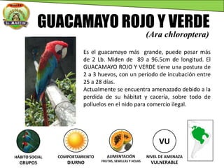 GUACAMAYO ROJO Y VERDE
(Ara chloroptera)
Es el guacamayo más grande, puede pesar más
de 2 Lb. Miden de 89 a 96.5cm de longitud. El
GUACAMAYO ROJO Y VERDE tiene una postura de
2 a 3 huevos, con un periodo de incubación entre
25 a 28 días.
Actualmente se encuentra amenazado debido a la
perdida de su hábitat y cacería, sobre todo de
polluelos en el nido para comercio ilegal.
VU
NIVEL DE AMENAZA
VULNERABLE
HÁBITO SOCIAL
GRUPOS
COMPORTAMIENTO
DIURNO
ALIMENTACIÓN
FRUTAS, SEMILLAS Y HOJAS
 