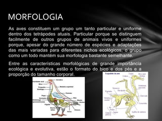 MORFOLOGIA
As aves constituem um grupo um tanto particular e uniforme
dentro dos tetrápodes atuais. Particular porque se distinguem
facilmente de outros grupos de animais vivos e uniformes
porque, apesar do grande número de espécies e adaptações
das mais variadas para diferentes nichos ecológicos, o grupo
como um todo mantém sua morfologia bastante semelhante.
Entre as características morfológicas de grande importância
ecológica e evolutiva, estão o formato do bico e dos pés e a
proporção do tamanho corporal.

 