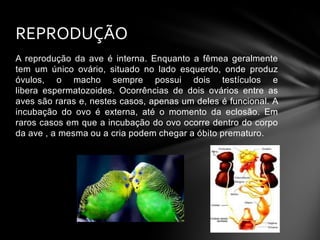 REPRODUÇÃO
A reprodução da ave é interna. Enquanto a fêmea geralmente
tem um único ovário, situado no lado esquerdo, onde produz
óvulos, o macho sempre possui dois testículos e
libera espermatozoides. Ocorrências de dois ovários entre as
aves são raras e, nestes casos, apenas um deles é funcional. A
incubação do ovo é externa, até o momento da eclosão. Em
raros casos em que a incubação do ovo ocorre dentro do corpo
da ave , a mesma ou a cria podem chegar a óbito prematuro.

 
