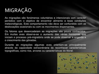 MIGRAÇÃO
As migrações são fenómenos voluntários e intencionais com carácter
periódico com o objetivo de encontrar alimento e boas condições
meteorológicas. Este comportamento não deve ser confundido com as
deslocações ocasionais ou com os movimentos dispersantes.
Os fatores que desencadeiam as migrações são pouco conhecidos.
Em muitas aves observa-se o aumento das várias hormonas que
iniciam o processo pré-migratório onde se pode observar a engorda e
o crescimento das gónadas.
Durante as migrações algumas aves orientam-se principalmente
através da capacidade extraordinária de reconhecer características
topográficas, como rios, arvores ou características do litoral.

 