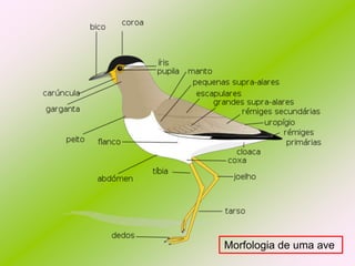 Morfologia de uma ave

 