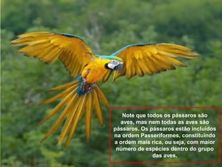 Note que todos os pássaros são
aves, mas nem todas as aves são
pássaros. Os pássaros estão incluídos
na ordem Passeriformes, constituindo
a ordem mais rica, ou seja, com maior
número de espécies dentro do grupo
das aves.

 