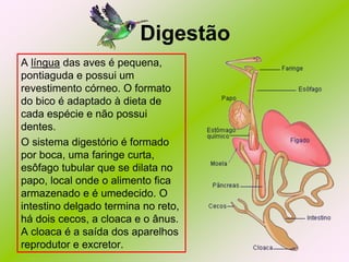 Digestão
A língua das aves é pequena,
pontiaguda e possui um
revestimento córneo. O formato
do bico é adaptado à dieta de
cada espécie e não possui
dentes.
O sistema digestório é formado
por boca, uma faringe curta,
esôfago tubular que se dilata no
papo, local onde o alimento fica
armazenado e é umedecido. O
intestino delgado termina no reto,
há dois cecos, a cloaca e o ânus.
A cloaca é a saída dos aparelhos
reprodutor e excretor.

 
