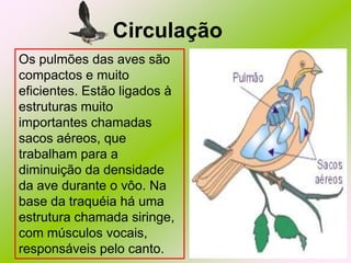 Circulação
Os pulmões das aves são
compactos e muito
eficientes. Estão ligados à
estruturas muito
importantes chamadas
sacos aéreos, que
trabalham para a
diminuição da densidade
da ave durante o vôo. Na
base da traquéia há uma
estrutura chamada siringe,
com músculos vocais,
responsáveis pelo canto.

 